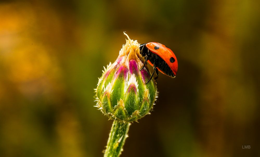 Was ist in der Knospe drin?