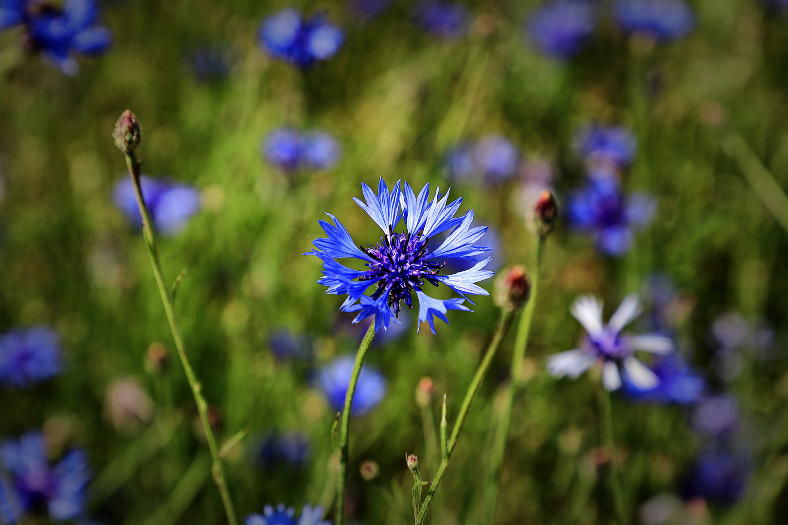 Was ist Kornblumenblau