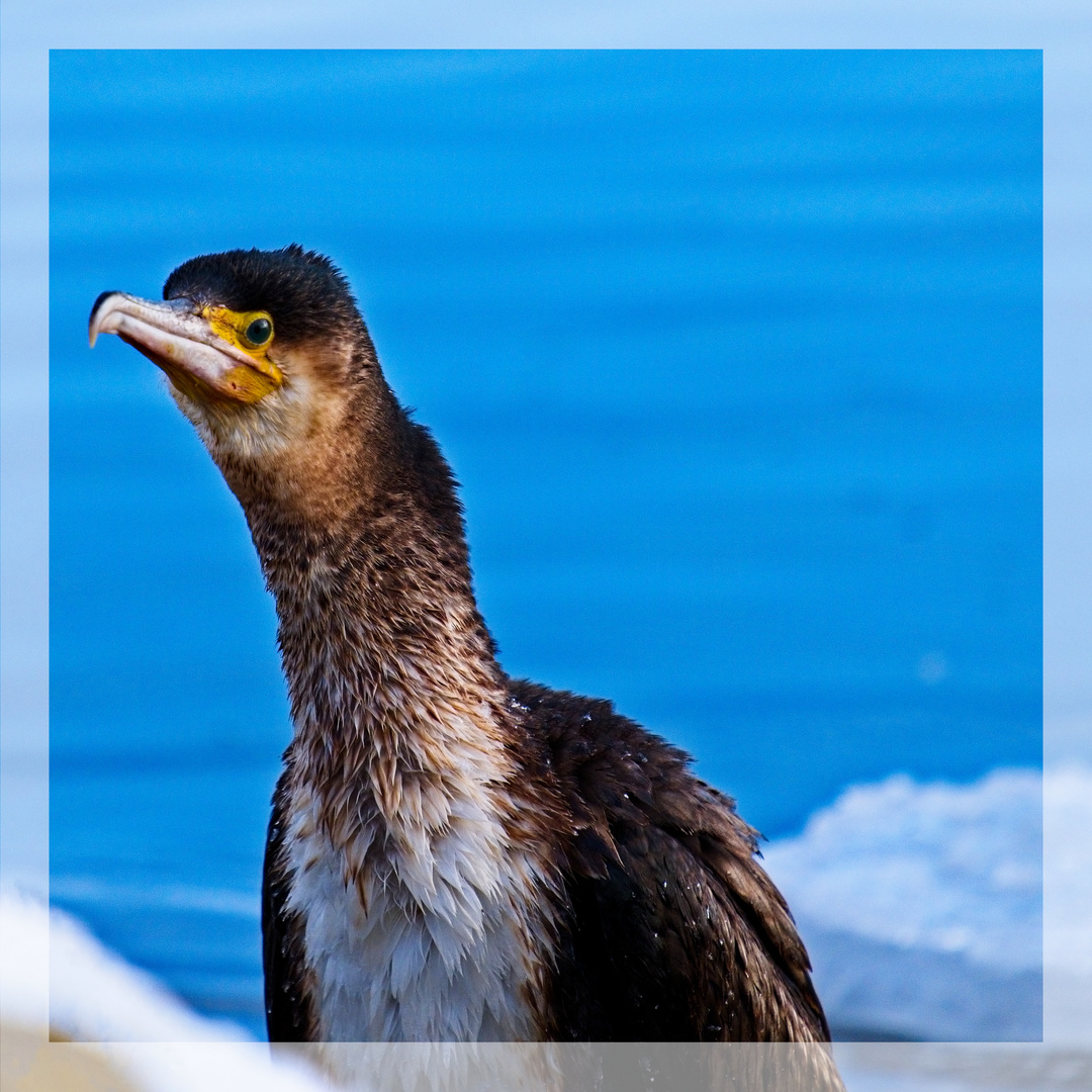 Was ist los foto bild fuji kormoran xt20 bilder auf fotocommunity