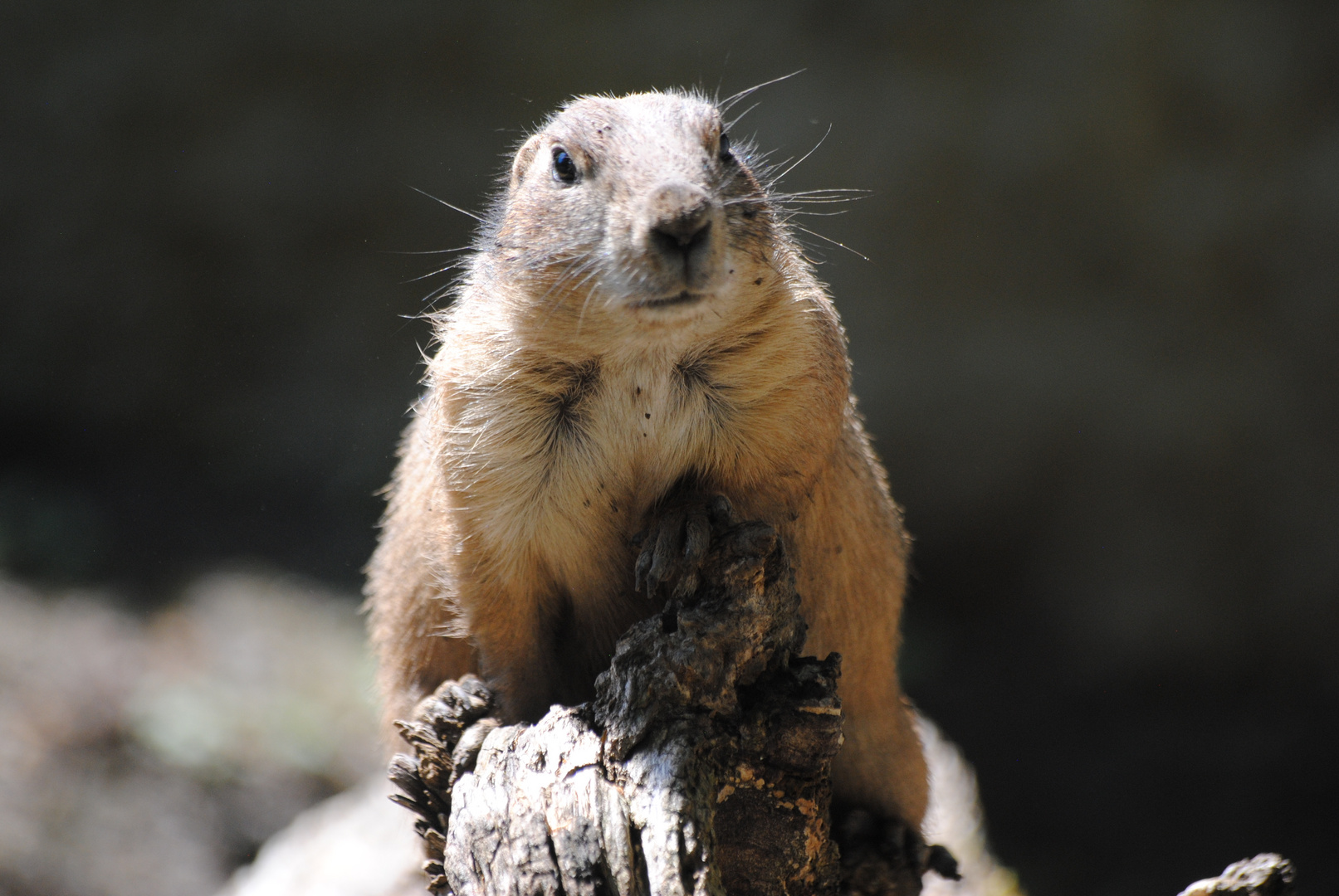 Was ist los? Foto & Bild tiere, zoo, wildpark & falknerei, säugetiere