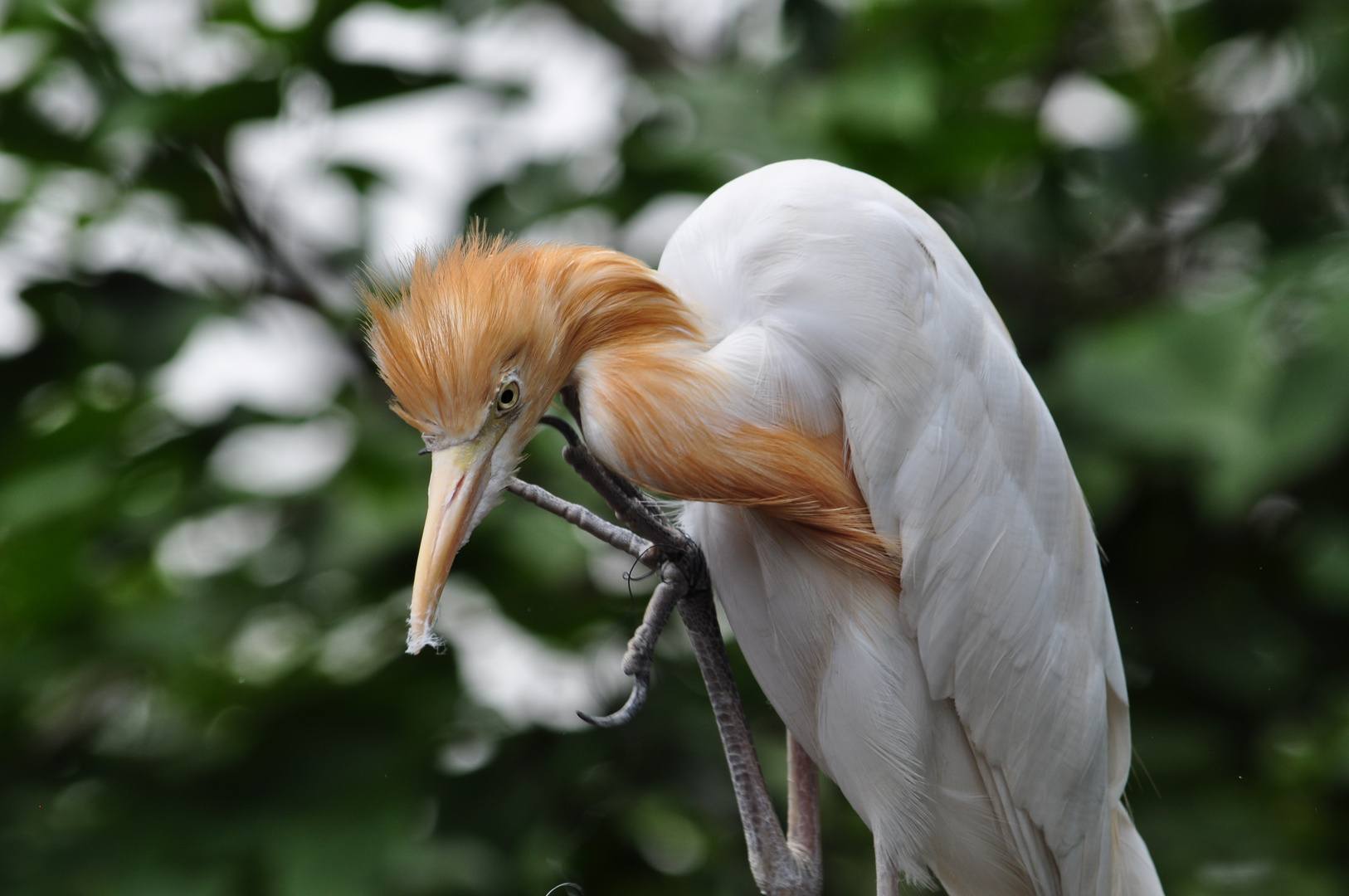 Was ist los foto bild tiere zoo wildpark falknerei natur