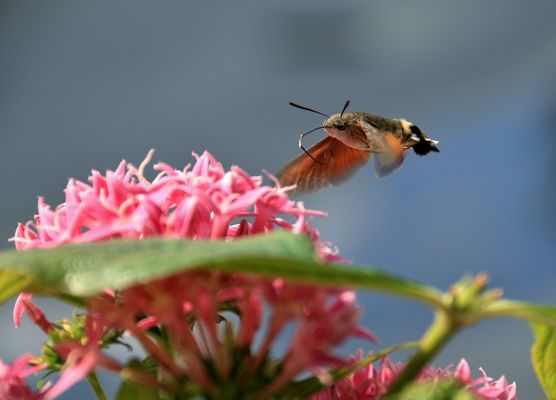 was ist mir denn da vor die Linse geflogen ??