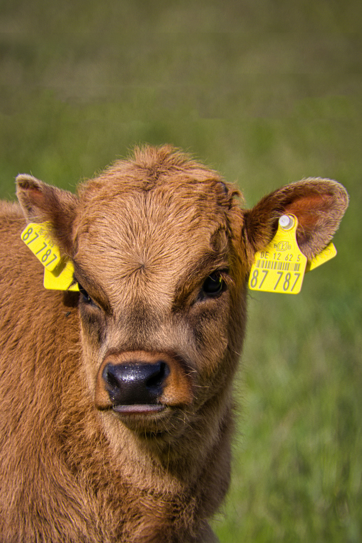 Was ist? Noch nie ein Kalb mit Ohrmarken gesehen.