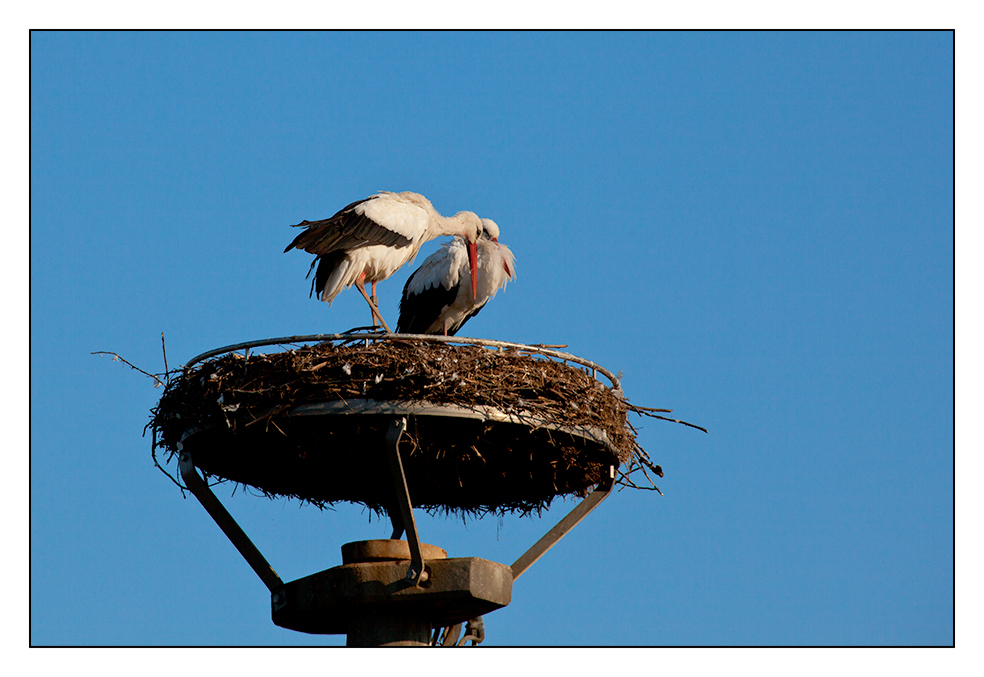 Was ist nun? Fliegen wir oder bleiben wir?