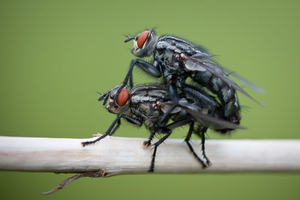 was ist schöner als fliegen?