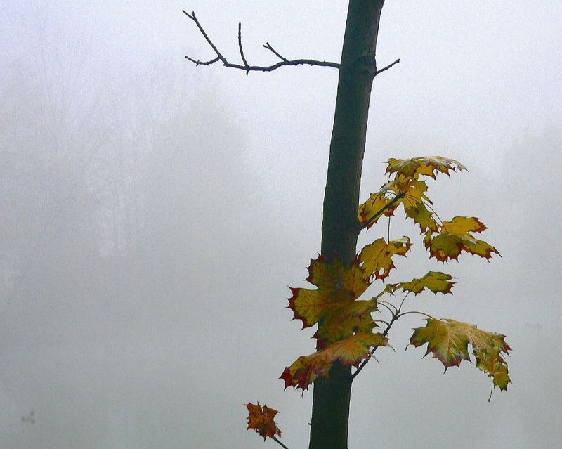 Was ist unser Leben: Nebel oder Sonnenlicht ?