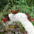 Was ist, wenn weitere Teil-Haber(innen) auftauchen um das Schöne zu erleben ... ???