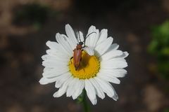 Was ist wohl unter dem Blatte der Gänseblume?