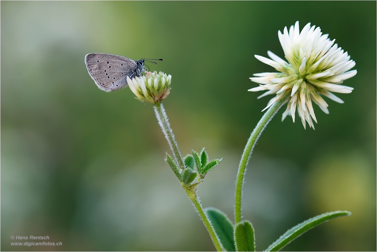 Was jetzt ... Blüte oder Schmetterling :-)