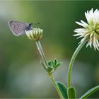 Was jetzt ... Blüte oder Schmetterling :-)