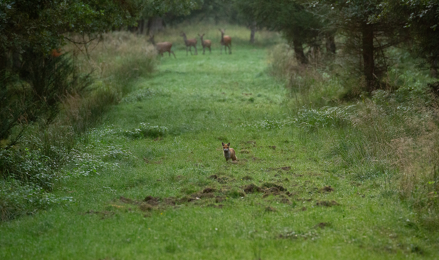 *** ... was jetzt - Fuchs oder Kahlwild ? ... ***