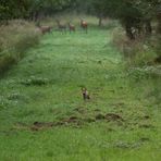 *** ... was jetzt - Fuchs oder Kahlwild ? ... ***