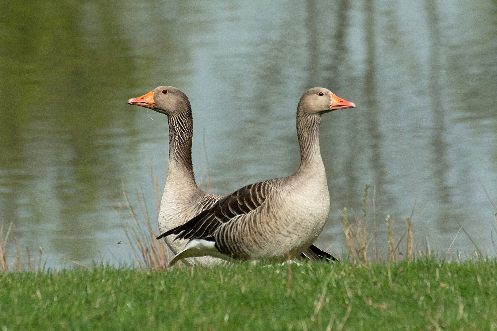 Was jetzt? Links oder Rechts?