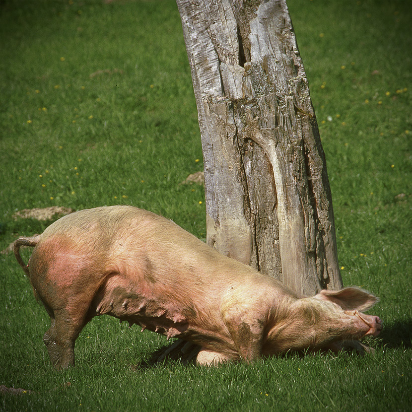 WAS JUCKT ES EINEN ALTEN BAUM, WENN SICH EIN SCHWEIN AN IHM KRATZT