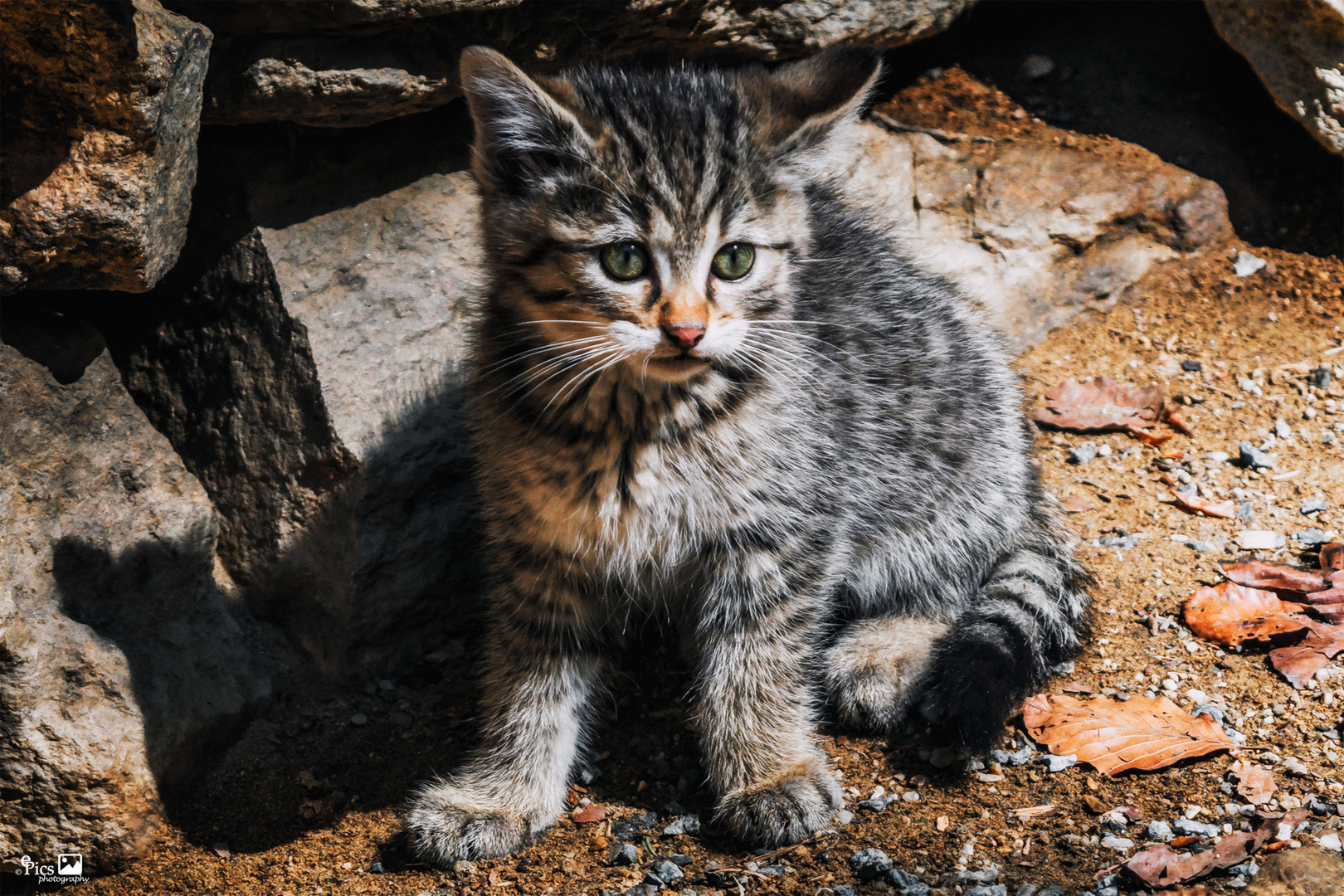 Was kann ich als nächstes anstellen - Katze143