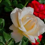 was kann schöner blühen als die Rose....