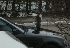 Was Katzen am liebsten tun