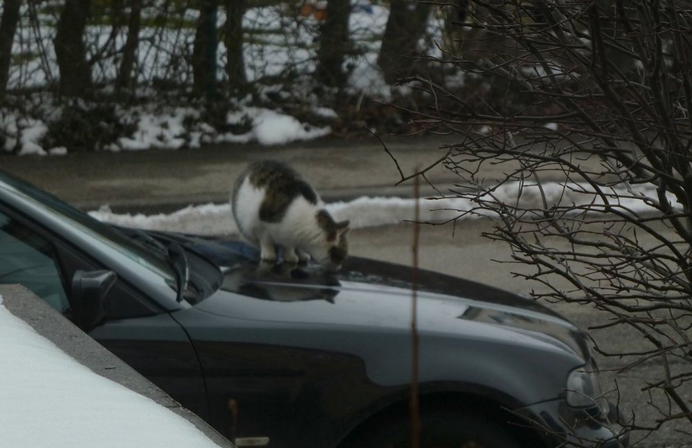 Was Katzen am liebsten tun