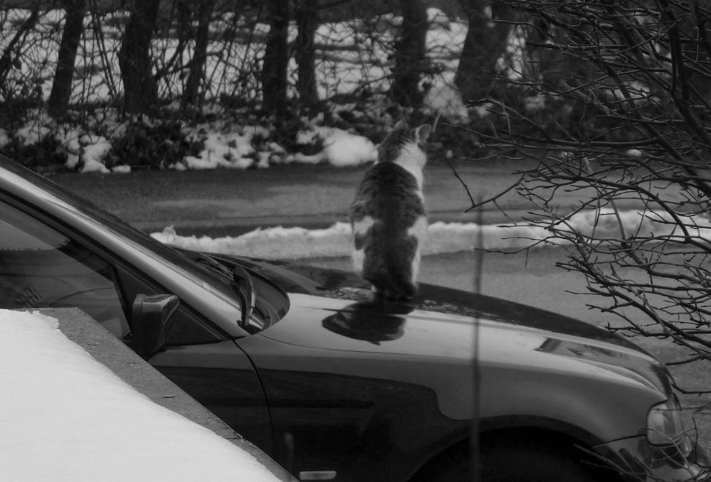Was Katzen am liebsten tun
