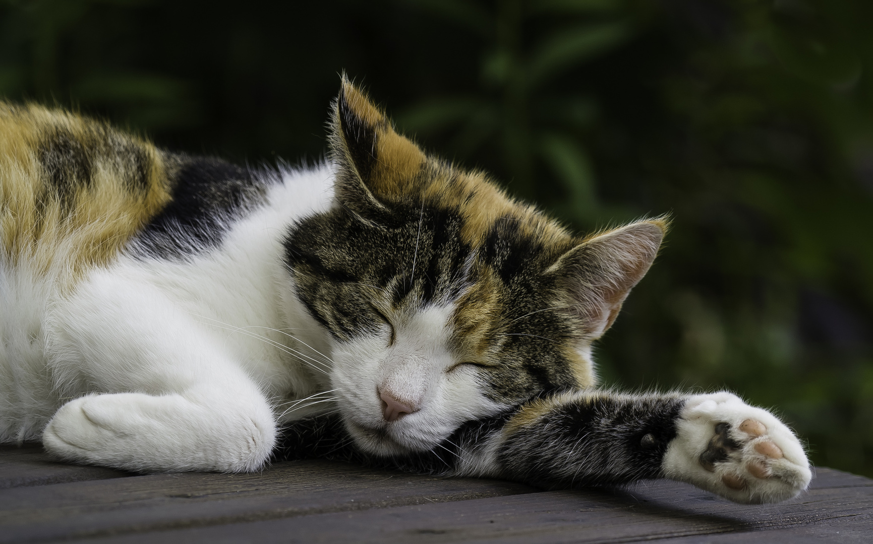 Was Katzen so erleben … II