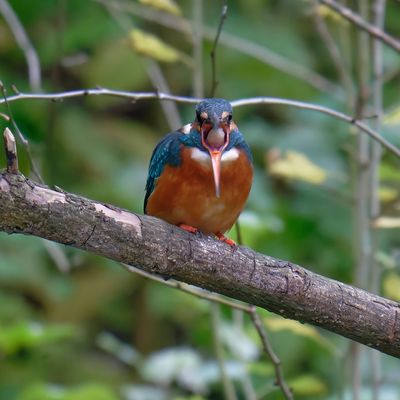 "Was keine Miete zahlt, fliegt raus ..." 