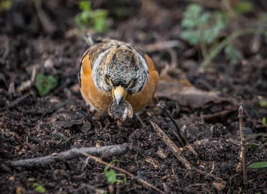 "WAS knabbert denn der da an"?