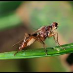 Was könnte das für eine Fliege /Mücke sein...