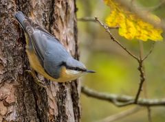 "WAS KÖNNTE ER DENN GERADE DENKEN"?