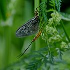 Was kommt denn da zum Vorschein ?Es ist eine Eintagsfliege