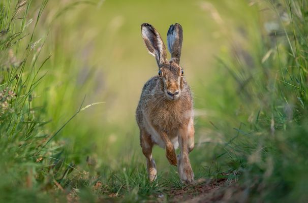 Was kommt mir denn da entgegen .. 