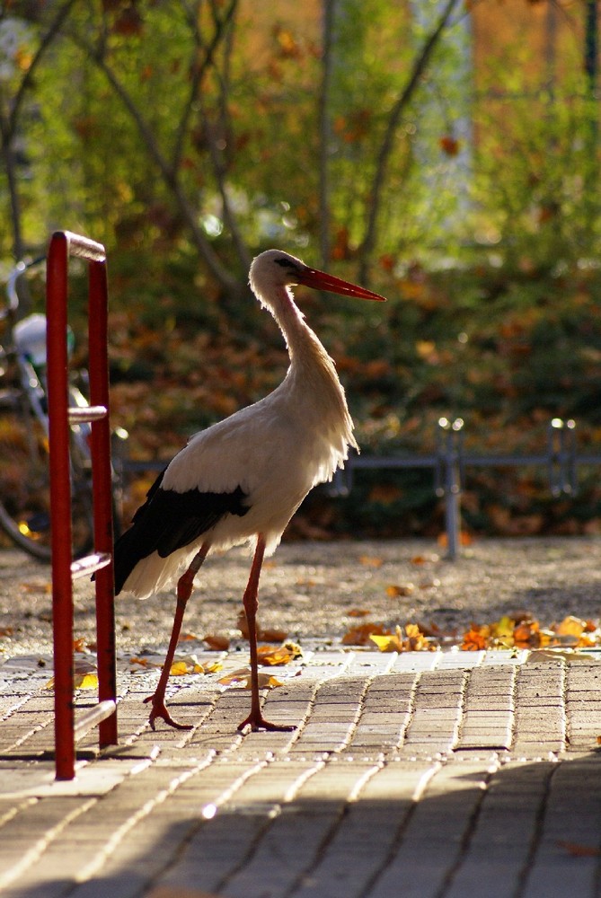 Was kostet hier der Eintritt zum Luisen Park in Mannheim ? ? ?