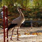 Was kostet hier der Eintritt zum Luisen Park in Mannheim ? ? ?