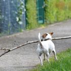 ... was kuckt ihr so ... mein Herrchen hat einen Kamin ...