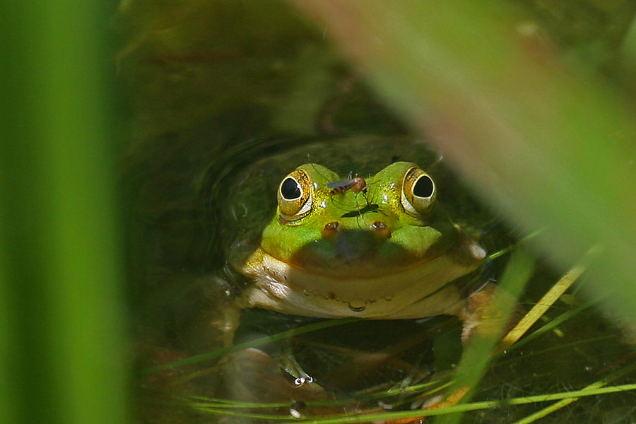 Was Kurioses aus der Natur