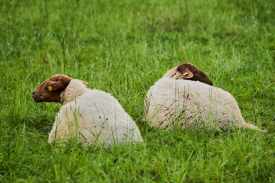 was-l-uft-so-foto-bild-tiere-wildlife-s-ugetiere-bilder-auf