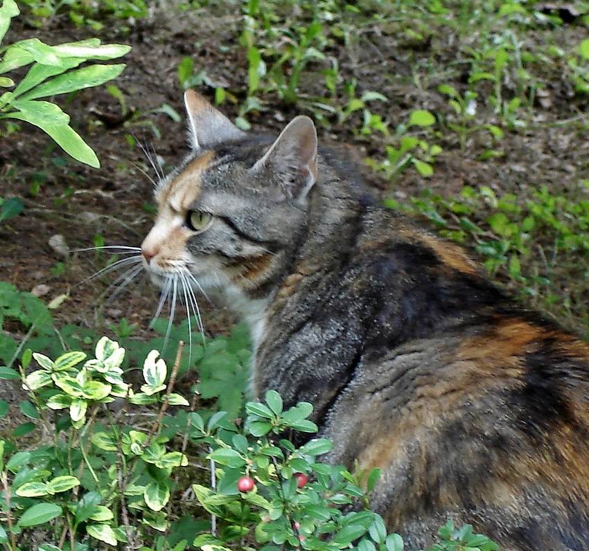 Was machen denn die Katerjungs da schon wieder.