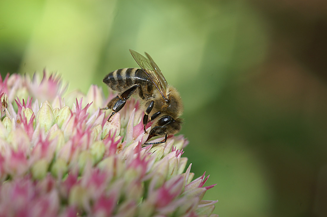 Was machen die Blumen, wenn die Bienen ihre Tage haben? :-)