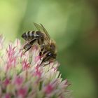 Was machen die Blumen, wenn die Bienen ihre Tage haben? :-)