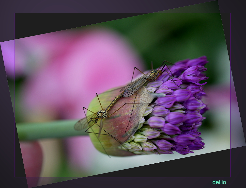 was machen die da auf der Blüte??