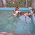 Was machen Huskys im Sommer .....?