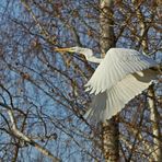 Was machen Silberreiher im Wald ?