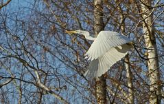 Was machen Silberreiher im Wald ?