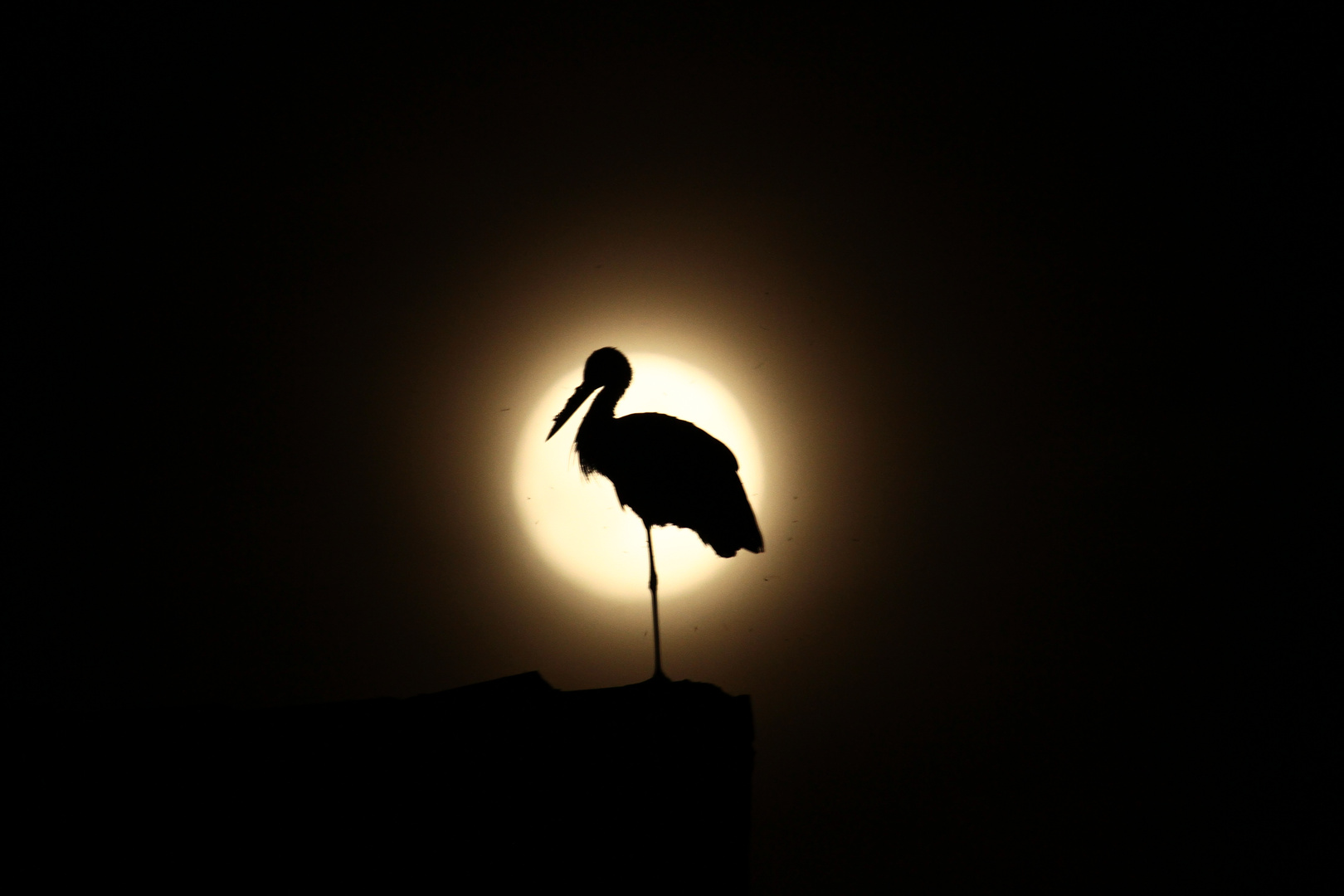 Was machen Störche eigentlich bei Vollmond? ;O)