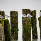 Was machen Strandläufer, wenn sie nicht laufen