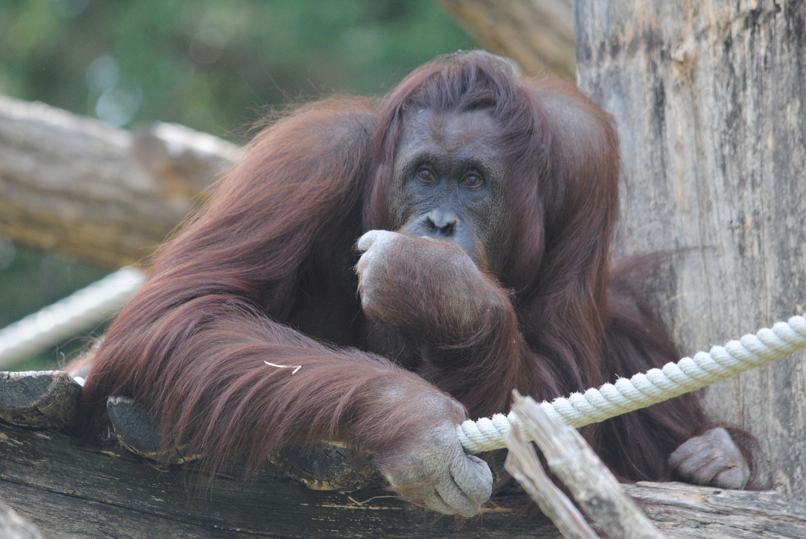 Was machst du Foto & Bild tiere, zoo, wildpark & falknerei