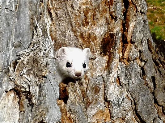 "Was machst du da", fragt mich das neugierige Mauswiesel ...
