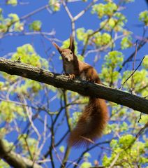 Was machst du da unten? ...scheint dieses Eichhörnchen zu fragen.