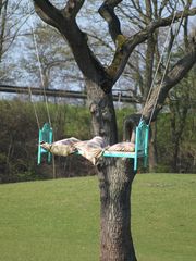 Was macht das Bett im Baum????