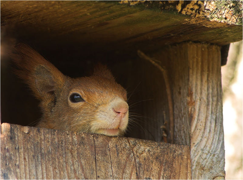 Was macht das Eichhörnchen im Nistkasten?