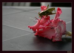 Was macht das (Heu)-Pferd auf dem Terrassentisch?